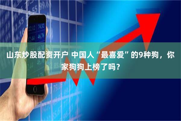 山东炒股配资开户 中国人“最喜爱”的9种狗，你家狗狗上榜了吗？