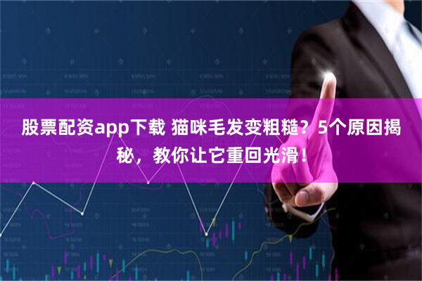 股票配资app下载 猫咪毛发变粗糙？5个原因揭秘，教你让它重回光滑！